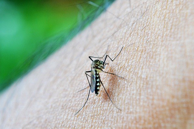 aursunao-dengue virus