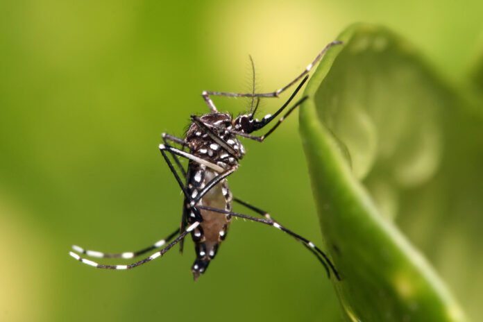 Aur Sunao - Dengue Is Still Spreading Despite The Changing Weather